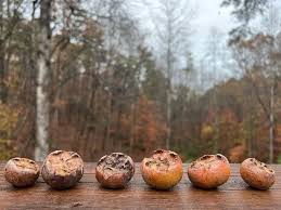 Attēlu rezultāti vaicājumam “Mespilus germanica fruit”