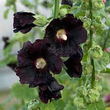 Image result for Alcea rosea
