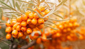 Attēlu rezultāti vaicājumam “Scirpus sylvaticus fruit”