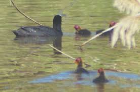 Attēlu rezultāti vaicājumam “Fulica atra adult”