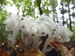 Image result for ギンリョウソウ