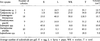 Attēlu rezultāti vaicājumam “Apion sp.”