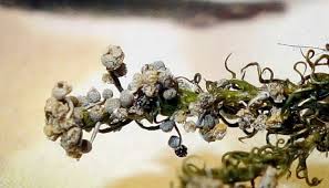 Attēlu rezultāti vaicājumam “Cribraria rubiginosa”