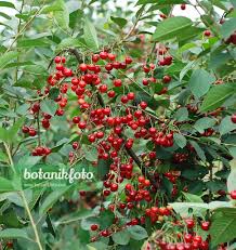 Attēlu rezultāti vaicājumam “Cerasus”