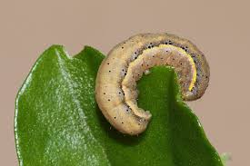 Attēlu rezultāti vaicājumam “Lacanobia oleracea”