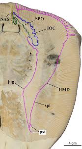 Image result for Styracura pacifica