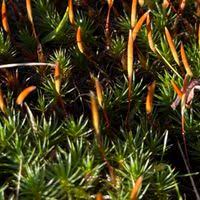 Attēlu rezultāti vaicājumam “Polytrichum juniperinum”
