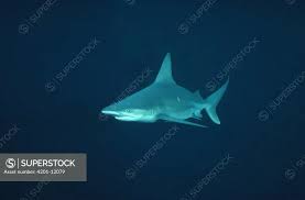 Image result for Carcharhinus plumbeus