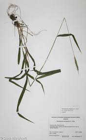 Attēlu rezultāti vaicājumam “Hordelymus europaeus fruit”