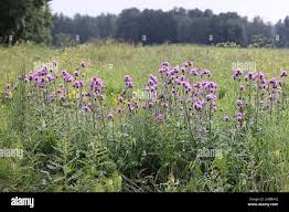 Attēlu rezultāti vaicājumam “Cirsium heterophyllum flower”