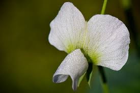 Attēlu rezultāti vaicājumam “Pisum sativum flower”