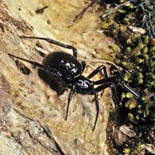 Attēlu rezultāti vaicājumam “Steatoda grossa”