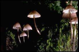 Attēlu rezultāti vaicājumam “Mycena purpureofusca”