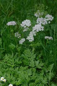 Attēlu rezultāti vaicājumam “Chaerophyllum aromaticum flower”