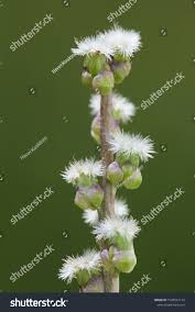 Attēlu rezultāti vaicājumam “Triglochin maritimum flower”