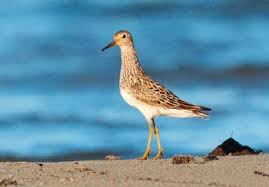 Image result for Calidris melanotos