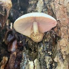 Attēlu rezultāti vaicājumam “Volvariella bombycina”