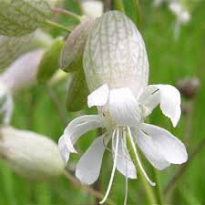 Image result for Silene vulgaris