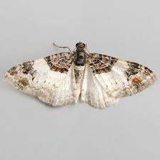 Attēlu rezultāti vaicājumam “Catarhoe cuculata”