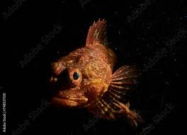 Image result for Myoxocephalus octodecemspinosus