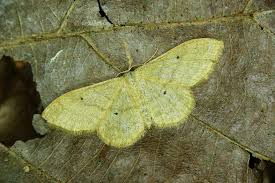 Attēlu rezultāti vaicājumam “Idaea straminata”