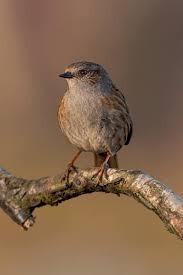 Attēlu rezultāti vaicājumam “Prunella modularis”