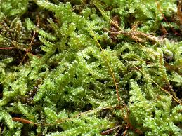 Attēlu rezultāti vaicājumam “Hypnum”