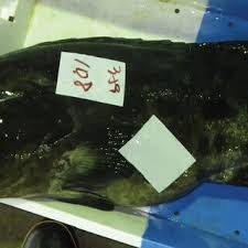 Image result for Epinephelus tukula