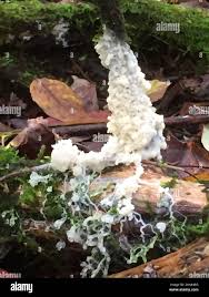 Attēlu rezultāti vaicājumam “Didymium spongiosum”