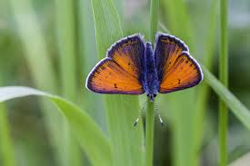 Attēlu rezultāti vaicājumam “Lycaena hippothoe”