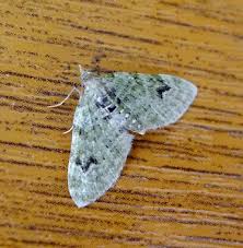 Attēlu rezultāti vaicājumam “Chloroclystis v-ata”