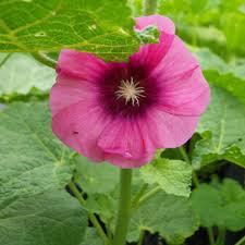 Image result for Alcea rosea