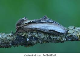 Attēlu rezultāti vaicājumam “Pheosia gnoma male”