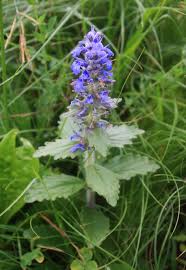Attēlu rezultāti vaicājumam “Ajuga genevensis”
