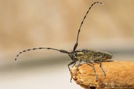 Attēlu rezultāti vaicājumam “Agapanthia villosoviridescens”