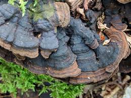 Attēlu rezultāti vaicājumam “Cribraria rubiginosa spores”