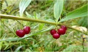 Attēlu rezultāti vaicājumam “Polygonatum verticillatum”