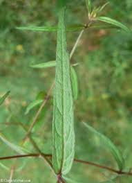 Attēlu rezultāti vaicājumam “Melampyrum pratense leaf”