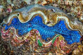 Image result for tridacna