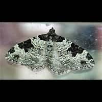 Attēlu rezultāti vaicājumam “Xanthorhoe fluctuata”