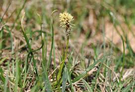 Attēlu rezultāti vaicājumam “Carex caryophyllea flower”