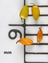 Attēlu rezultāti vaicājumam “Carex loliacea fruit”