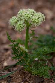 Attēlu rezultāti vaicājumam “Cnidium dubium”