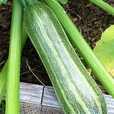 Image result for Zucchini