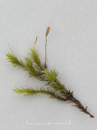 Attēlu rezultāti vaicājumam “Racomitrium heterostichum”