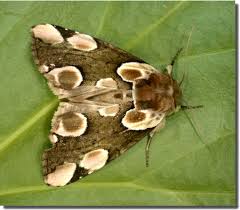 Attēlu rezultāti vaicājumam “Thyatira batis larva”