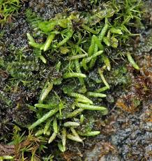 Attēlu rezultāti vaicājumam “Myurella julacea”