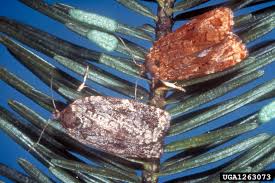 Attēlu rezultāti vaicājumam “Cribraria costata spores”