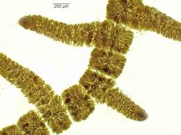 Attēlu rezultāti vaicājumam “Batrachospermum moniliforme”