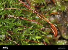 Attēlu rezultāti vaicājumam “Bryoerythrophyllum recurvirostrum”